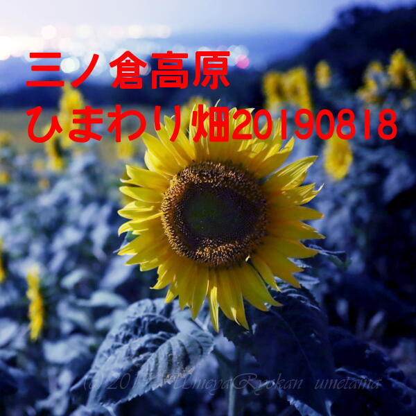 三の倉高原 ひまわり畑 咲いてます20190818 | 梅通◇うめや旅館BLOG